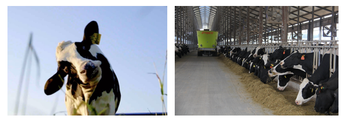 花花牛丨每天一杯奶，幸福健康喝出來(lái)?。?！