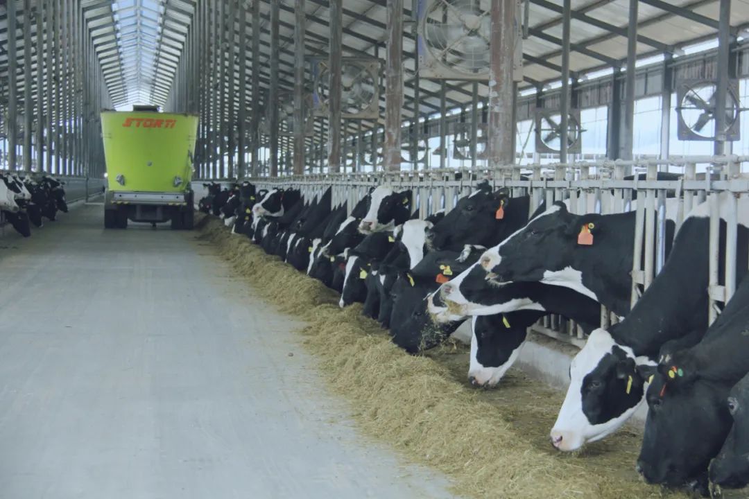 花花牛丨國家奶牛產(chǎn)業(yè)技術(shù)體系首席科學(xué)家、中國農(nóng)業(yè)大學(xué)教授李勝利一行蒞臨花花牛魯山瑞亞參觀調(diào)研