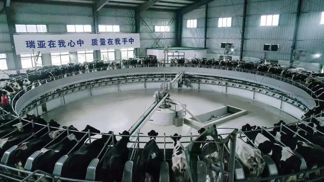 快訊 | 駐馬店市委副書記、市長(zhǎng)李躍勇一行蒞臨花花牛乳業(yè)集團(tuán)平輿瑞亞牧場(chǎng)調(diào)研