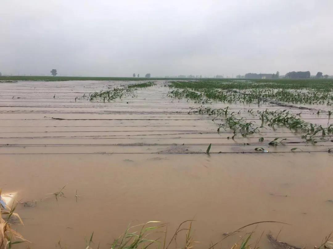 【乳報(bào)·聚焦】“豫”難而上的中原牛人“太中了”！