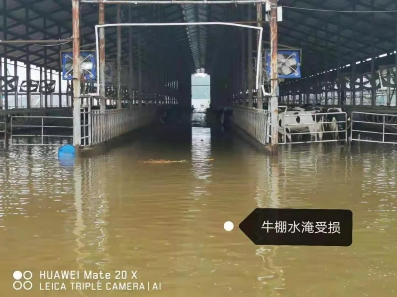 【乳報·聚焦】“豫”難而上的中原牛人“太中了”！